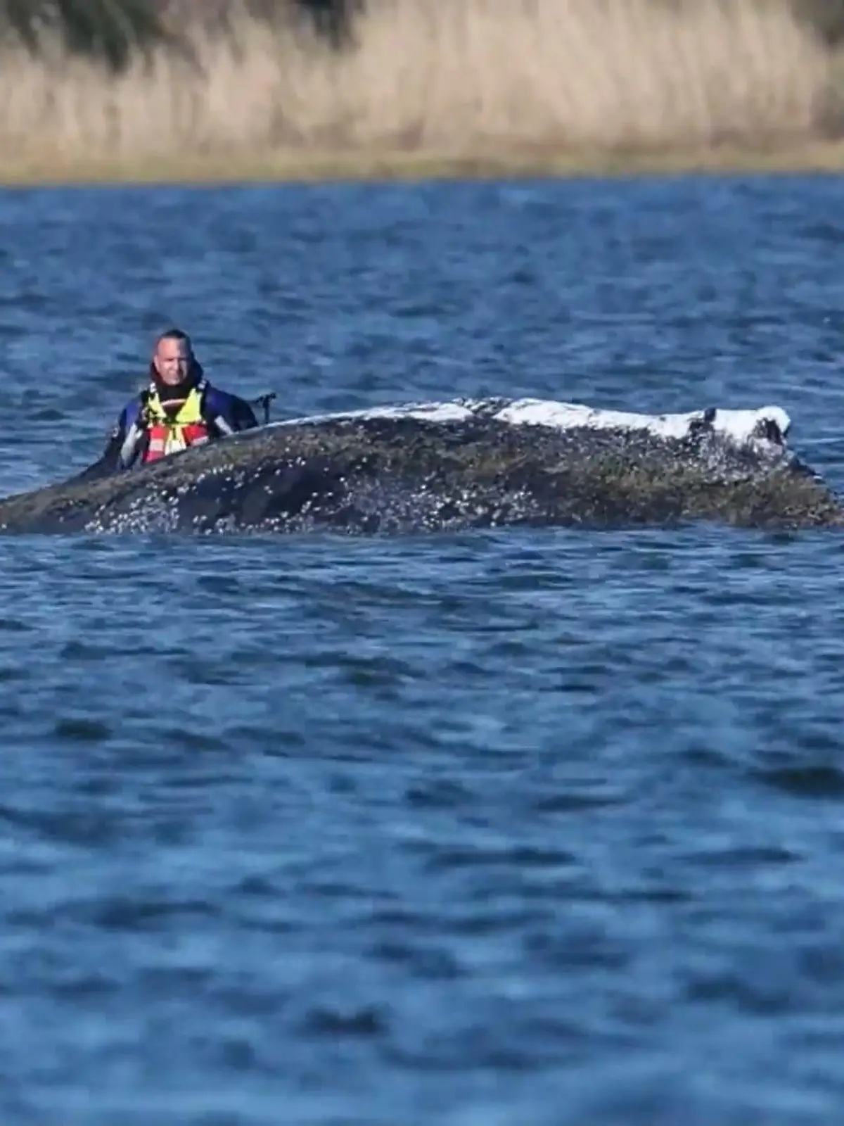 Bild zu: "Helfer arbeiten an neuem Rettungsplan für Wal Timmy"