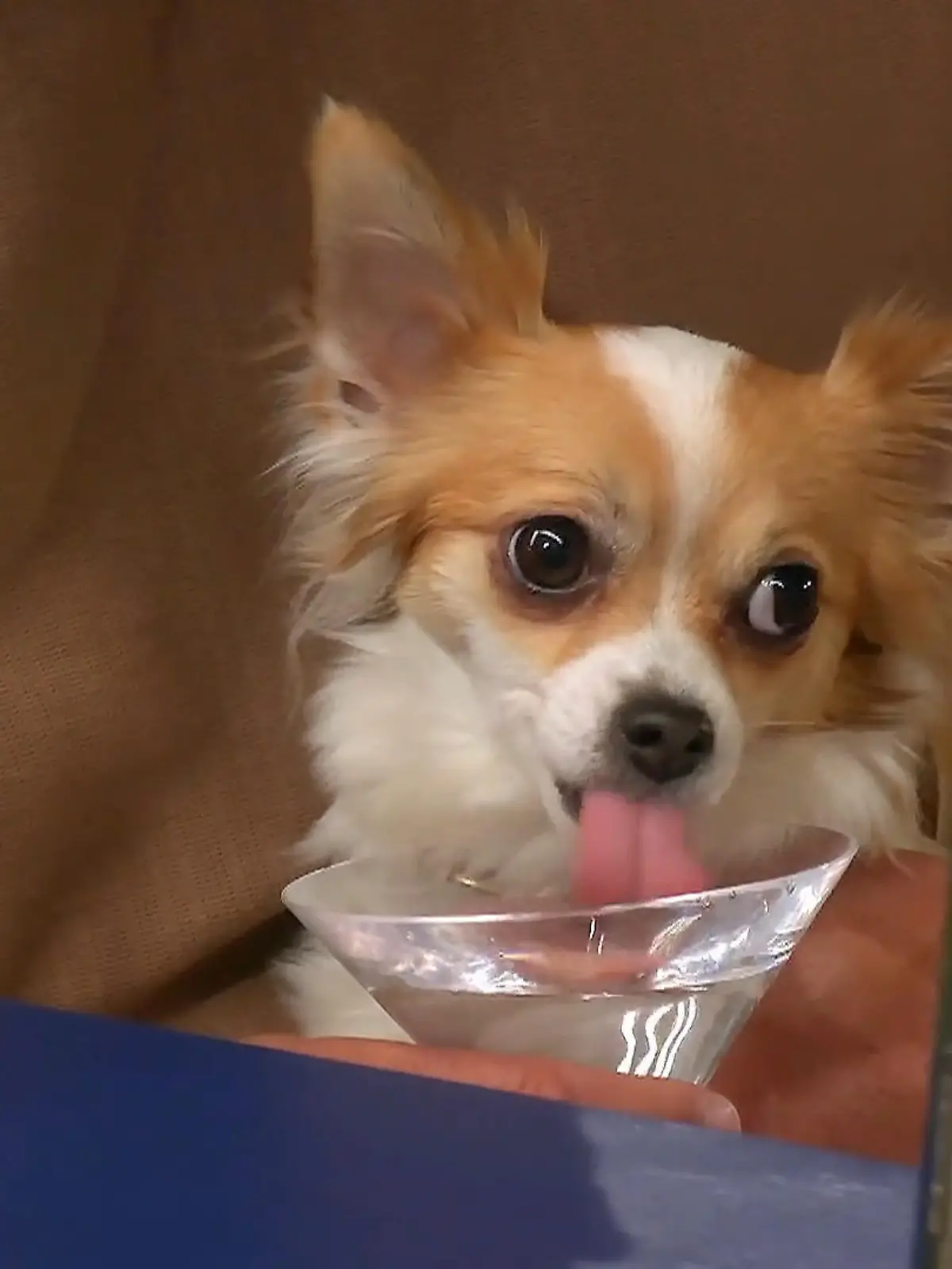 Bild zu: "Sina und Michael treffen sich überraschend – mit Lola funkt es sofort"