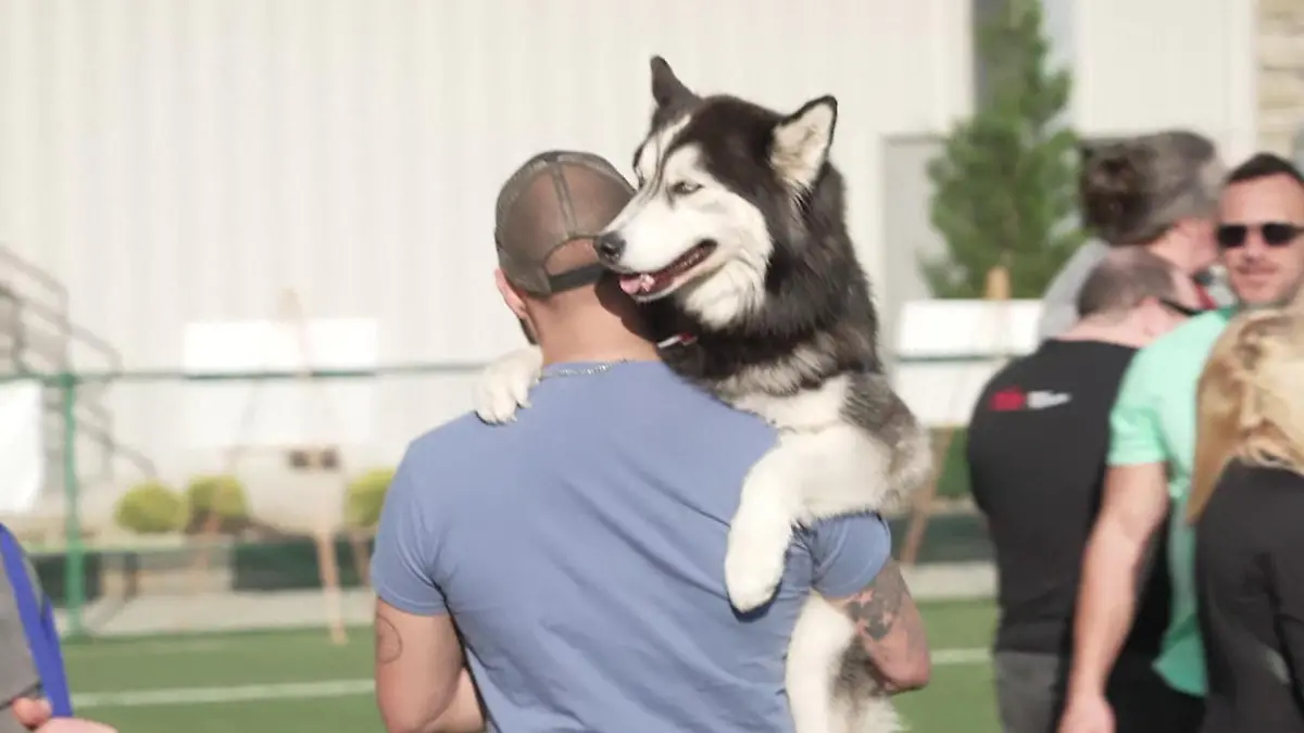 Soo süß! DIESE Hunde-Show stimmt Fans auf den NFL Draft ein Großer Spaß für den guten Zweck