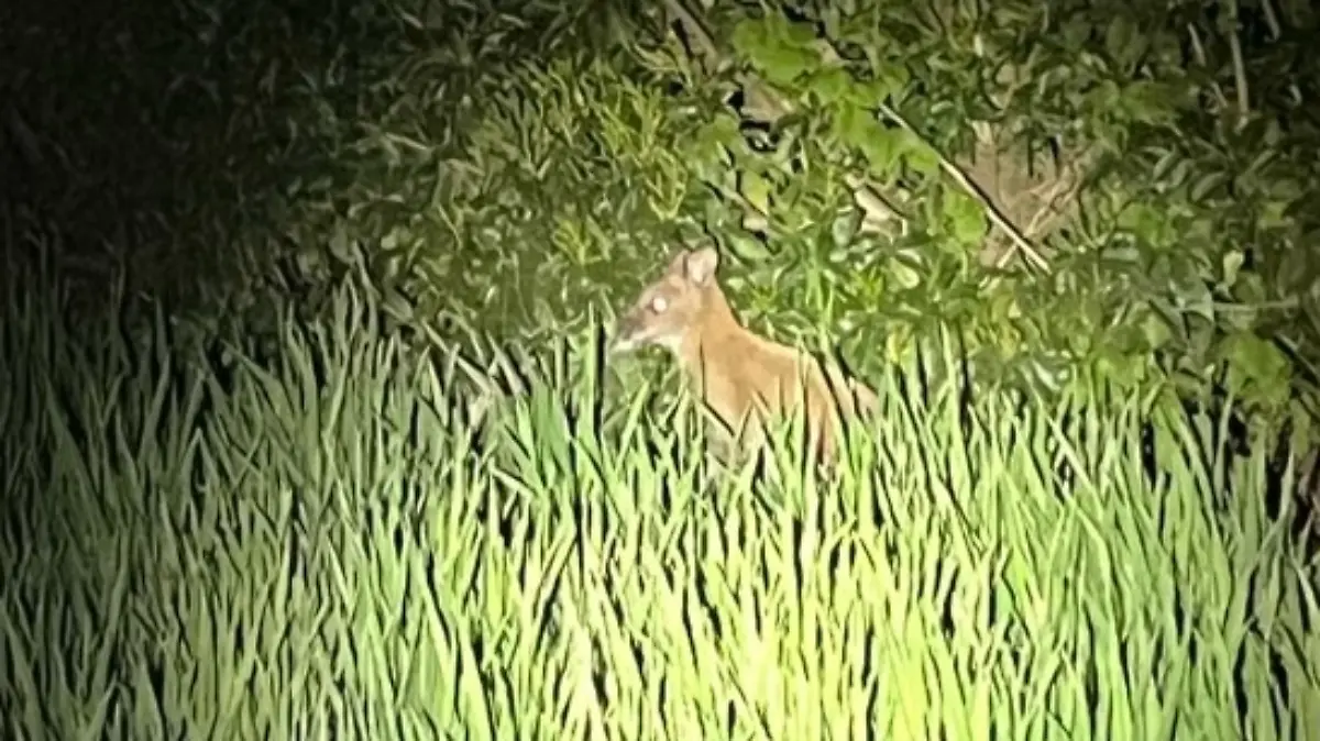 Das Känguru wurde in der Nähe von Ahaus entdeckt.