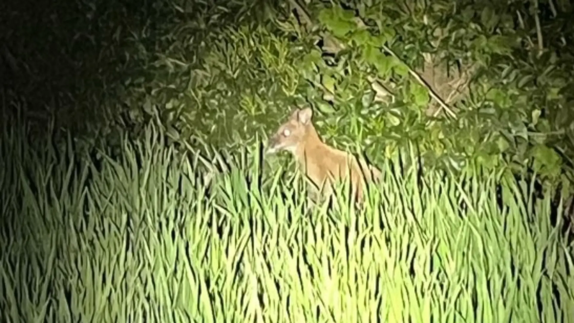 Das Känguru wurde in der Nähe von Ahaus entdeckt.