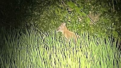 Ahaus (NRW): Polizei fängt entlaufenes Känguru ein – und sucht den Halter