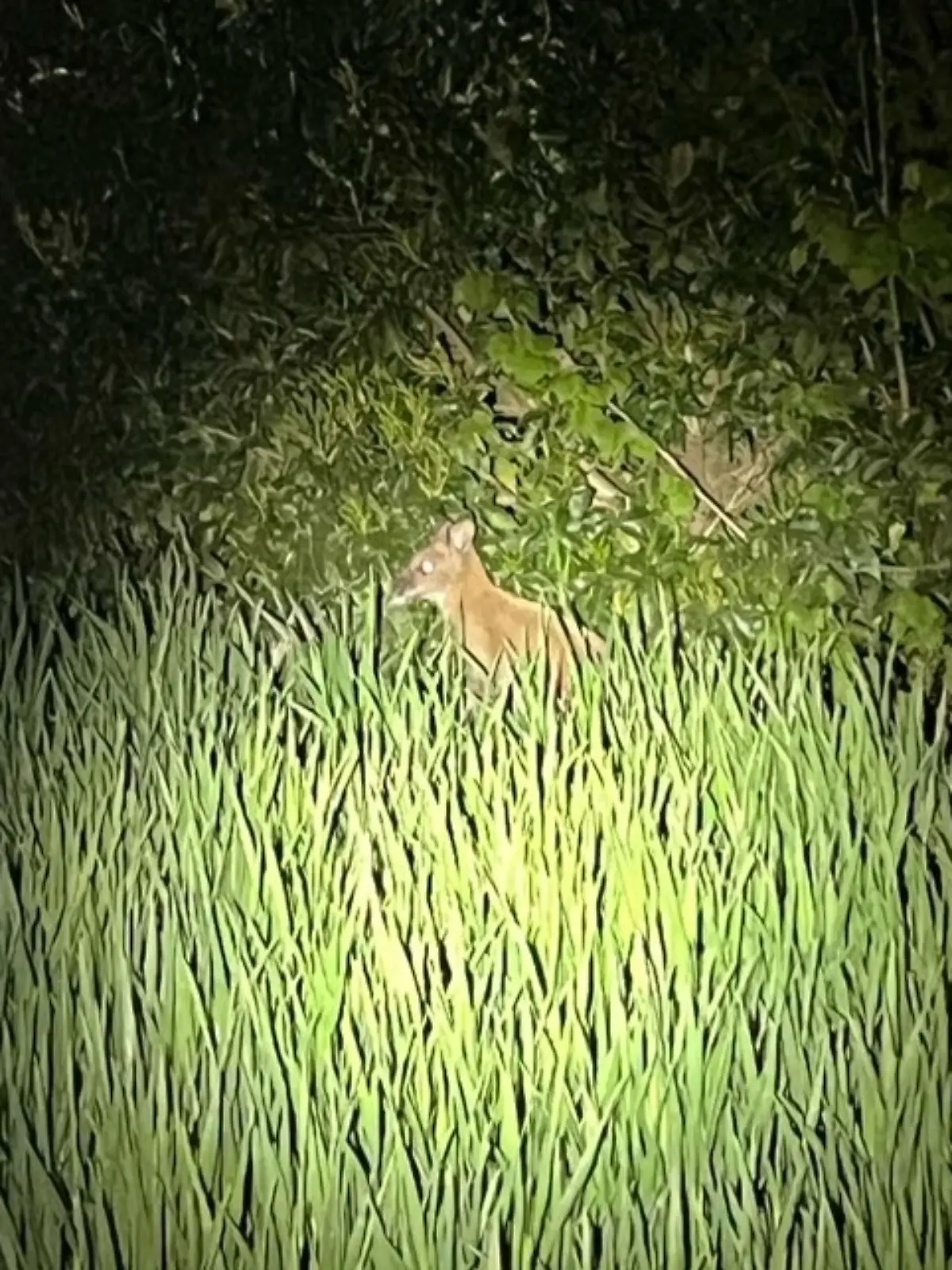 Bild zu: "Polizei fängt entlaufenes Känguru ein – mitten in NRW"