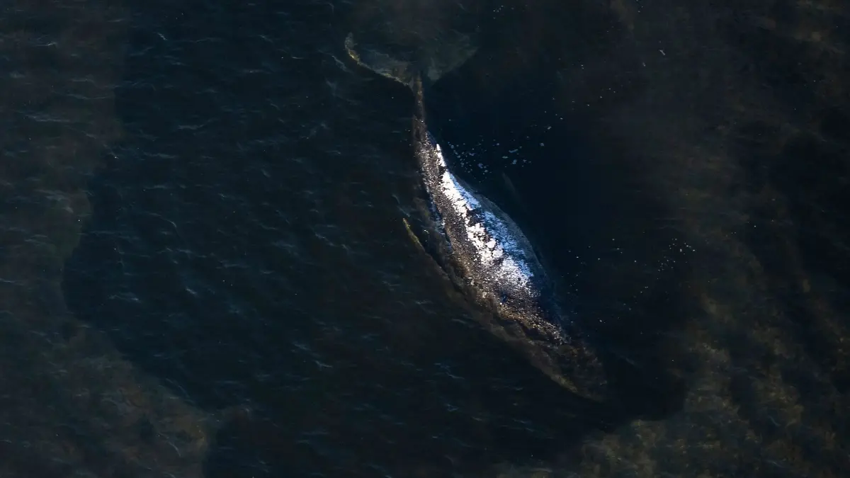 Der Buckelwal liegt in einer ausgespülten Wanne vor der Insel Poel.