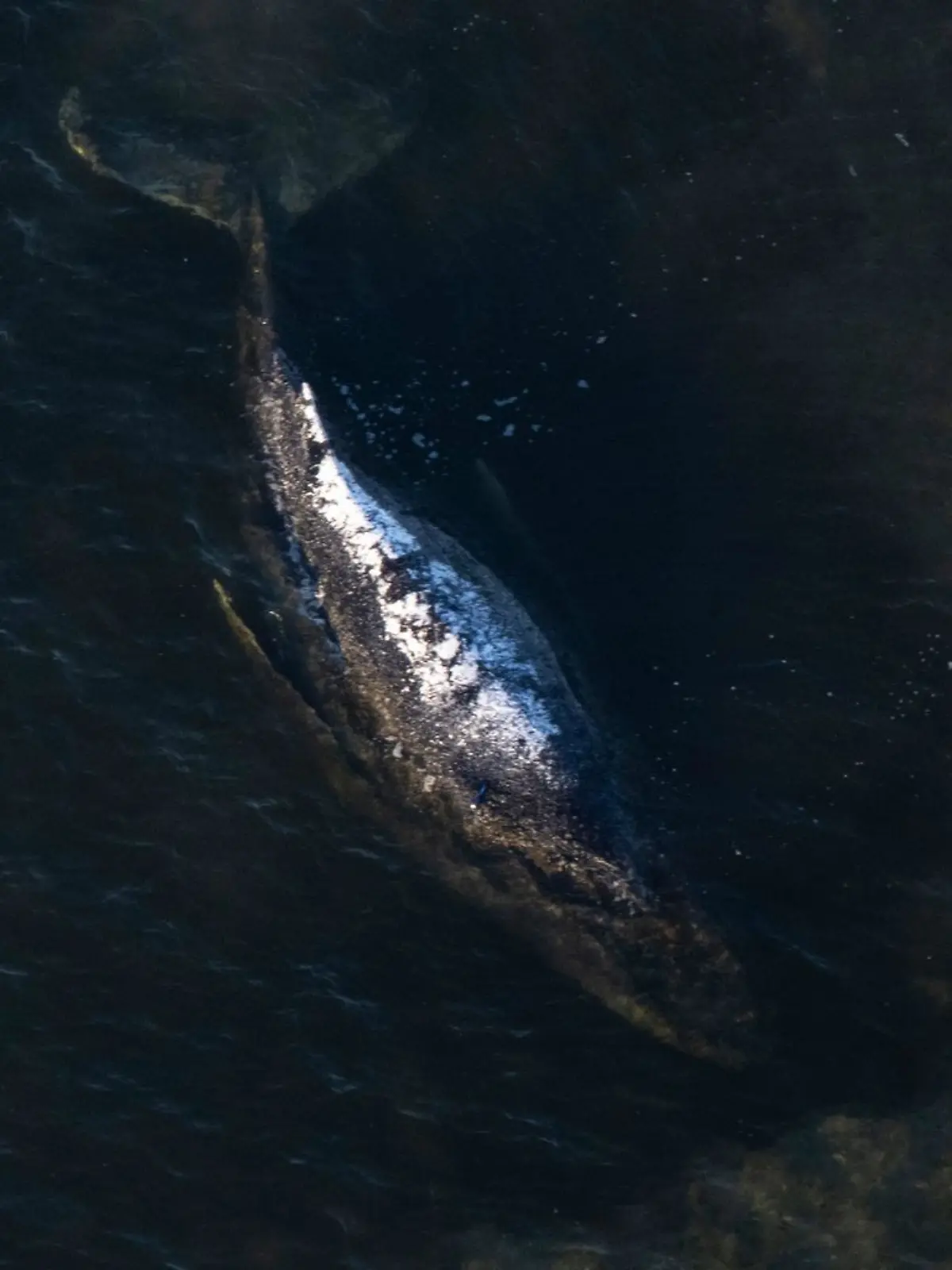 Bild zu: "Rettungsversuch oder lieber sterben lassen? So blickt Deutschland auf das Wal-Drama"