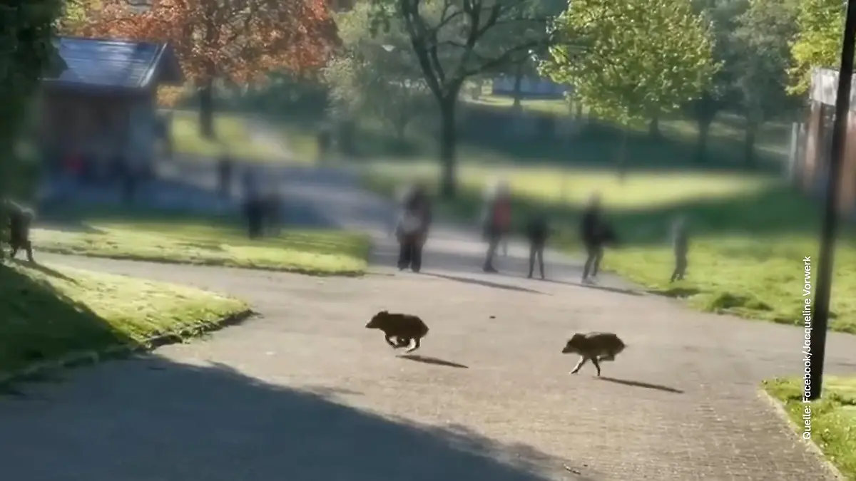 Wildschweine an Grundschule in Hagen Schüler und Eltern in Sorge