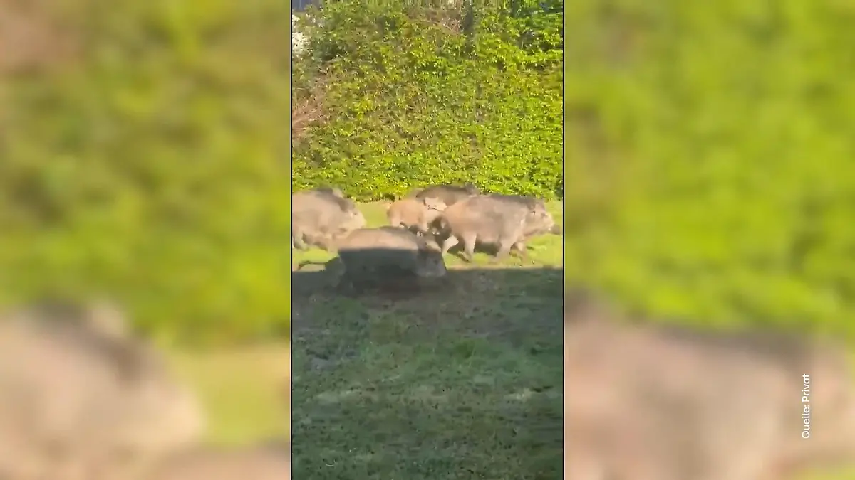 Wildschweine an Grundschule in Hagen Schüler und Eltern in Sorge
