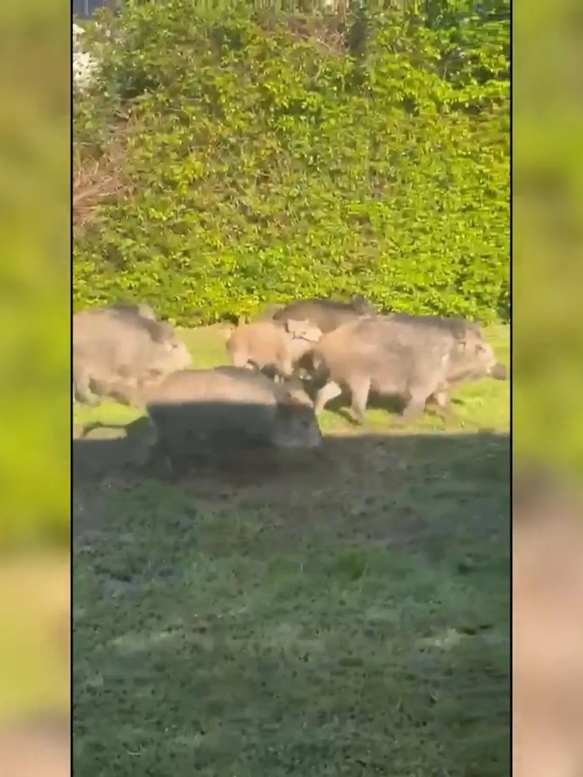 Bild zu: "Wildschweine an Grundschule in Hagen"