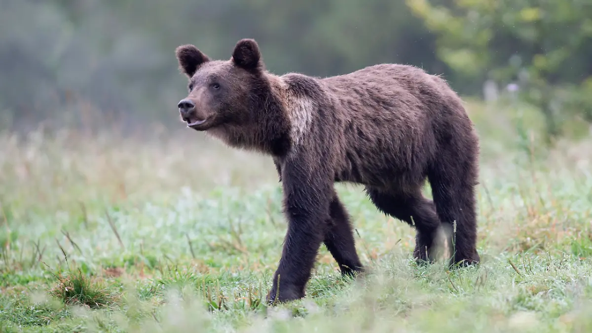 Europäischer Braunbär oder Eurasische Braunbär (Ursus arctos arctos), junger Braunbär spaziert auf Wiese, Bieszczady, Polen, Europa