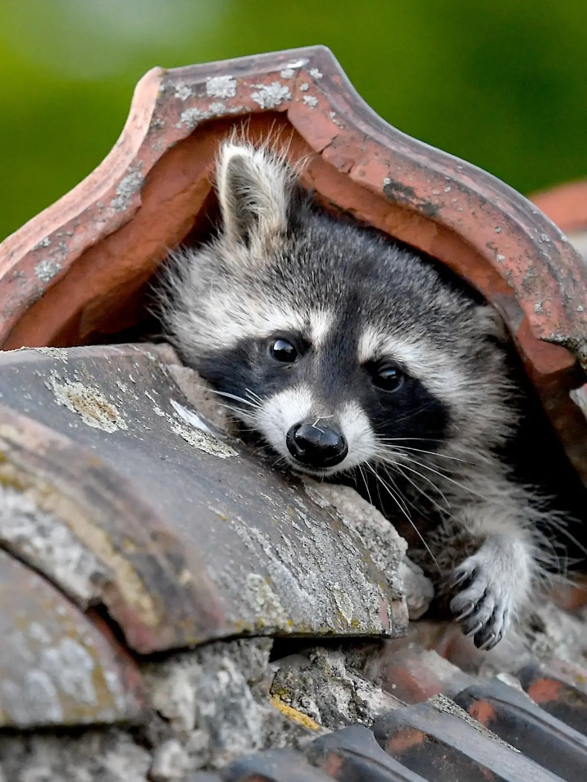 Bild zu: "Waschbären-Alarm in Deutschland! Was wir gegen die Plage tun können"