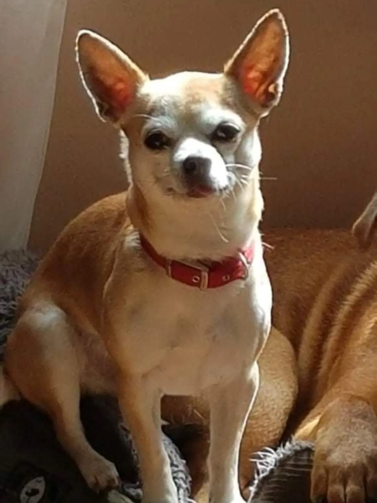 Edinburgh: Chihuahua Chicco von Kampfhund zerfleischt
