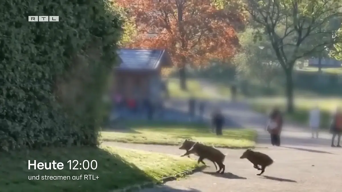 Um diese Themen geht es heute bei Punkt 12 Urteil, Wildschweine und Jogi Löw