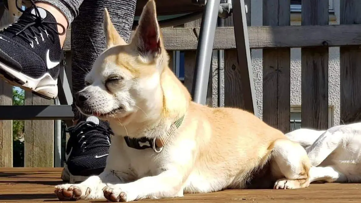 Edinburgh: Chihuahua Chicco von Kampfhund zerfleischt