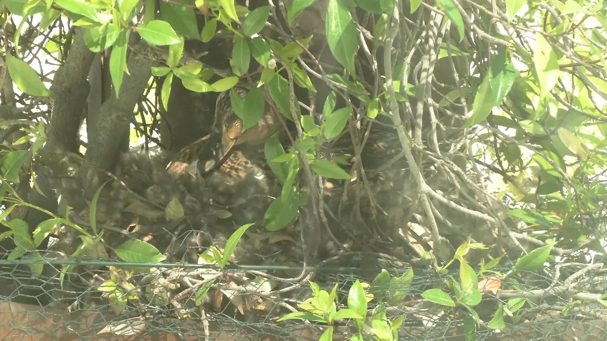 Wie soll die RTL-Ente heißen? Edda, Daisy oder doch Quackja Burkard?