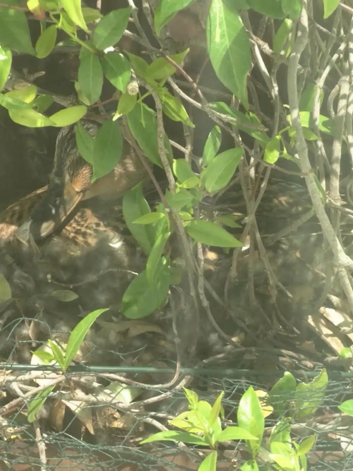 Bild zu: "Wie soll die RTL-Ente heißen?"