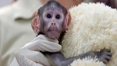 Wie Punch: Affenbaby aus Zoo in Mexiko wird zum Internetstar