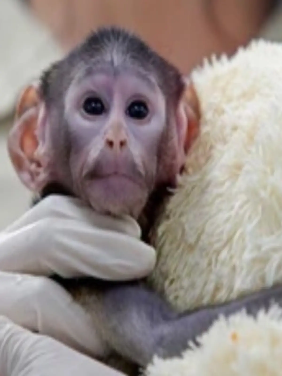 Bild zu: "Wie Punch: Affenbaby aus Zoo in Mexiko wird zum Internetstar"