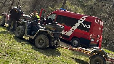 Polen: Bär tötet Edyta (58) im Wald! Ihr Sohn muss alles miterleben