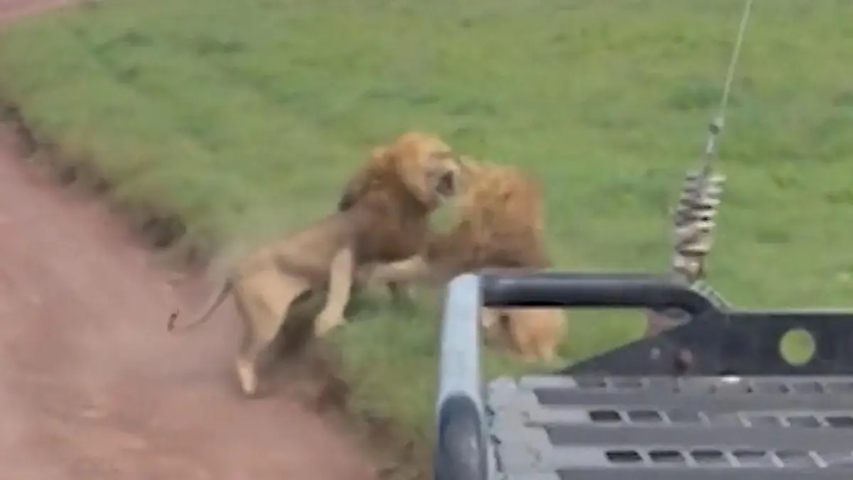 Wildes Löwen-Liebesdrama! Raubkatzen-Brüder fetzen sich um diese Dame Direkt vor Safari-Touristen