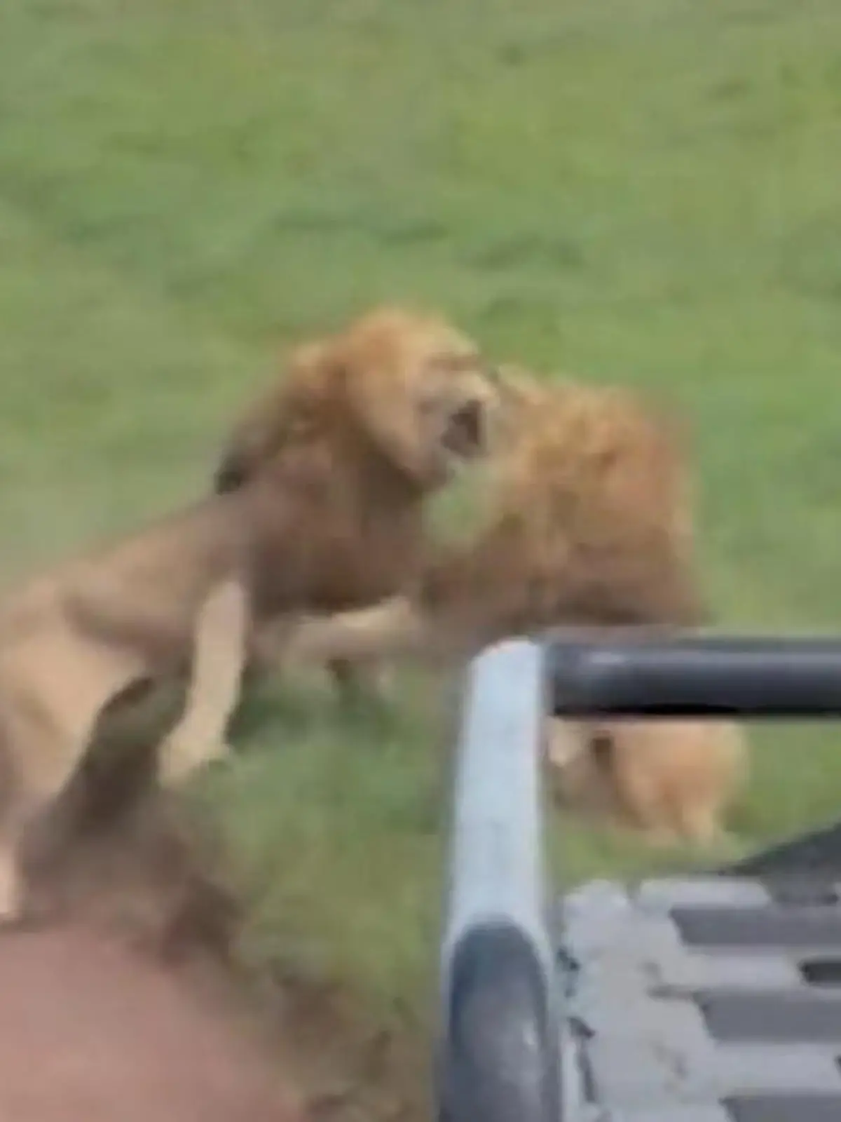 Bild zu: "Wildes Löwen-Liebesdrama! Raubkatzen-Brüder fetzen sich um diese Dame"