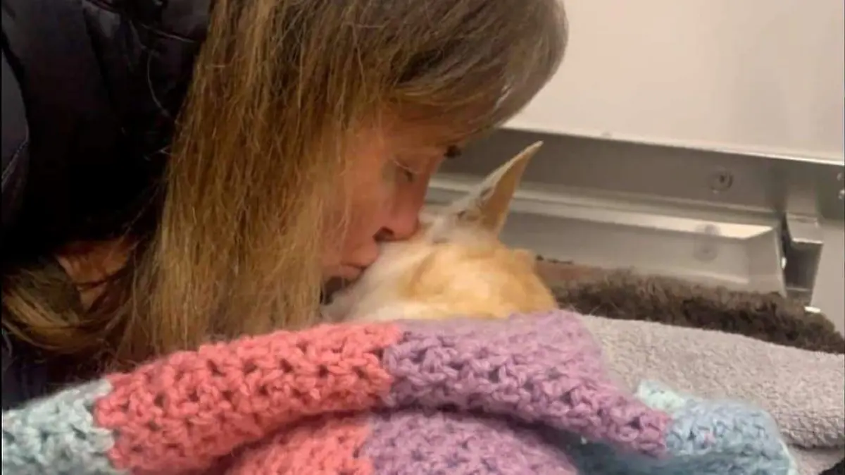 Edinburgh: Chihuahua Chicco von Kampfhund zerfleischt