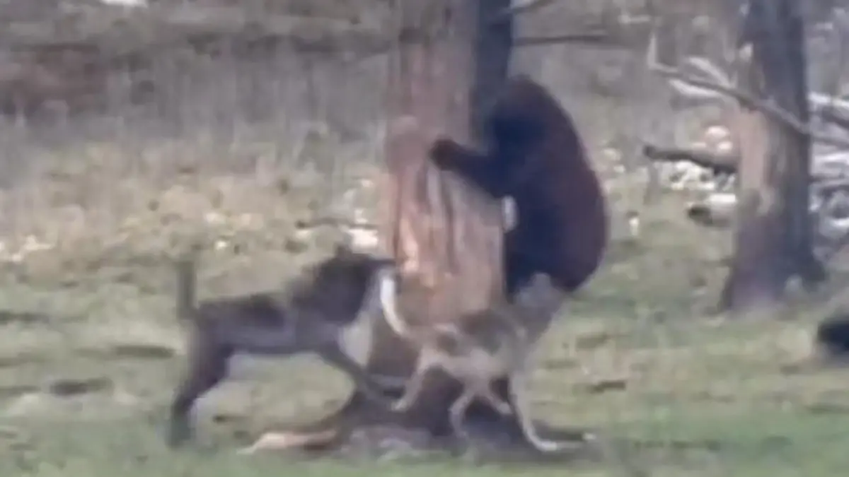Ungleicher Kampf zwischen Raubtieren! Wölfe haben es auf Bären abgesehen Wilde Jagd-Szenen im Yellowstone-Nationalpark
