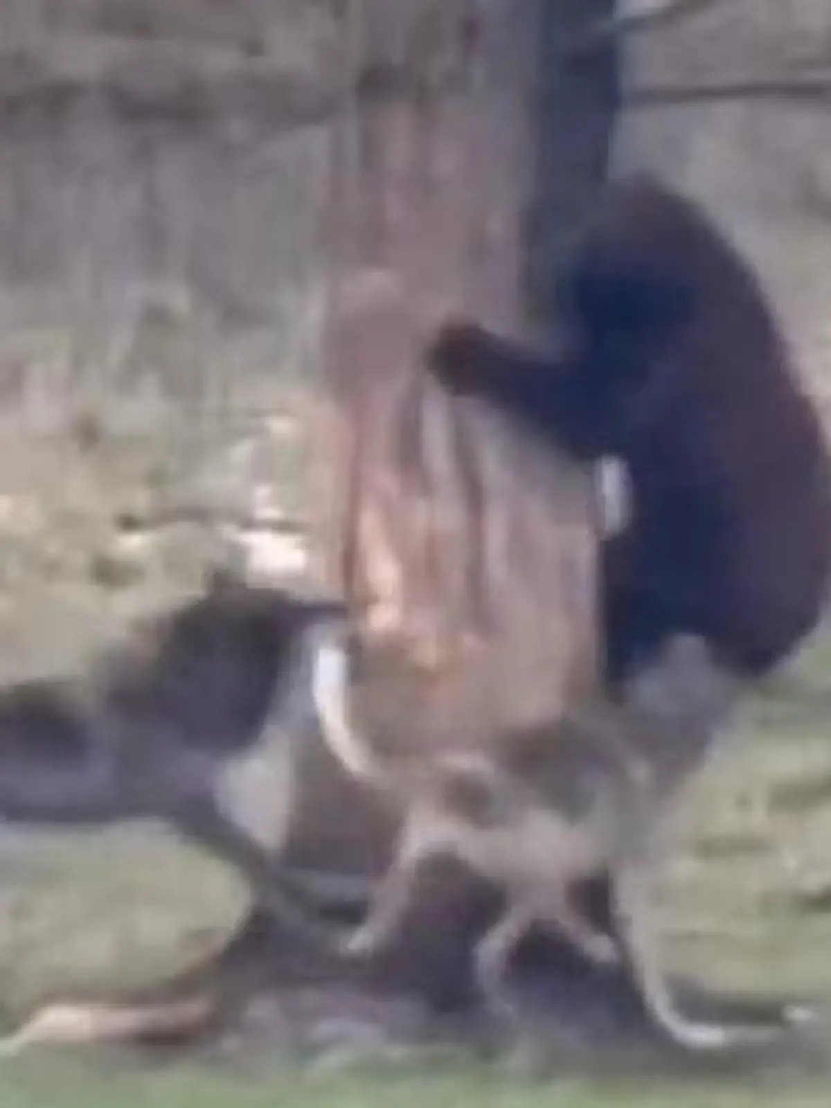 Bild zu: "Ungleicher Kampf zwischen Raubtieren! Wölfe haben es auf Bären abgesehen"