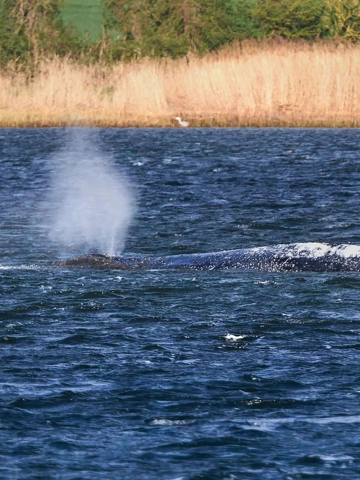 Weitere Entwicklung zum Buckelwal in der Ostsee
