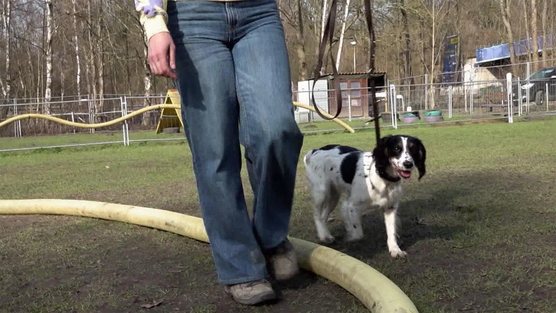 Spaß am Kreis - Longieren mit Hund?