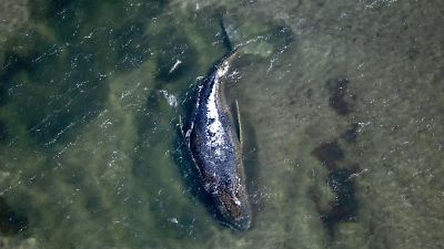 Buckelwal in der Ostsee: Neuer Rettungsplan steht – doch unter Wasser droht ein Problem