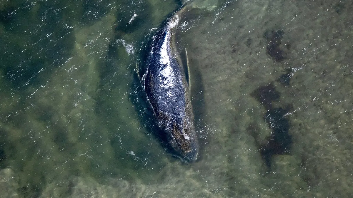 Der Wal liegt in einer freigespülten Kuhle vor der Insel Poel.