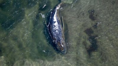 Buckelwal in der Ostsee: In die richtige Richtung gedreht! Wal Timmy macht sich startklar für die Abfahrt