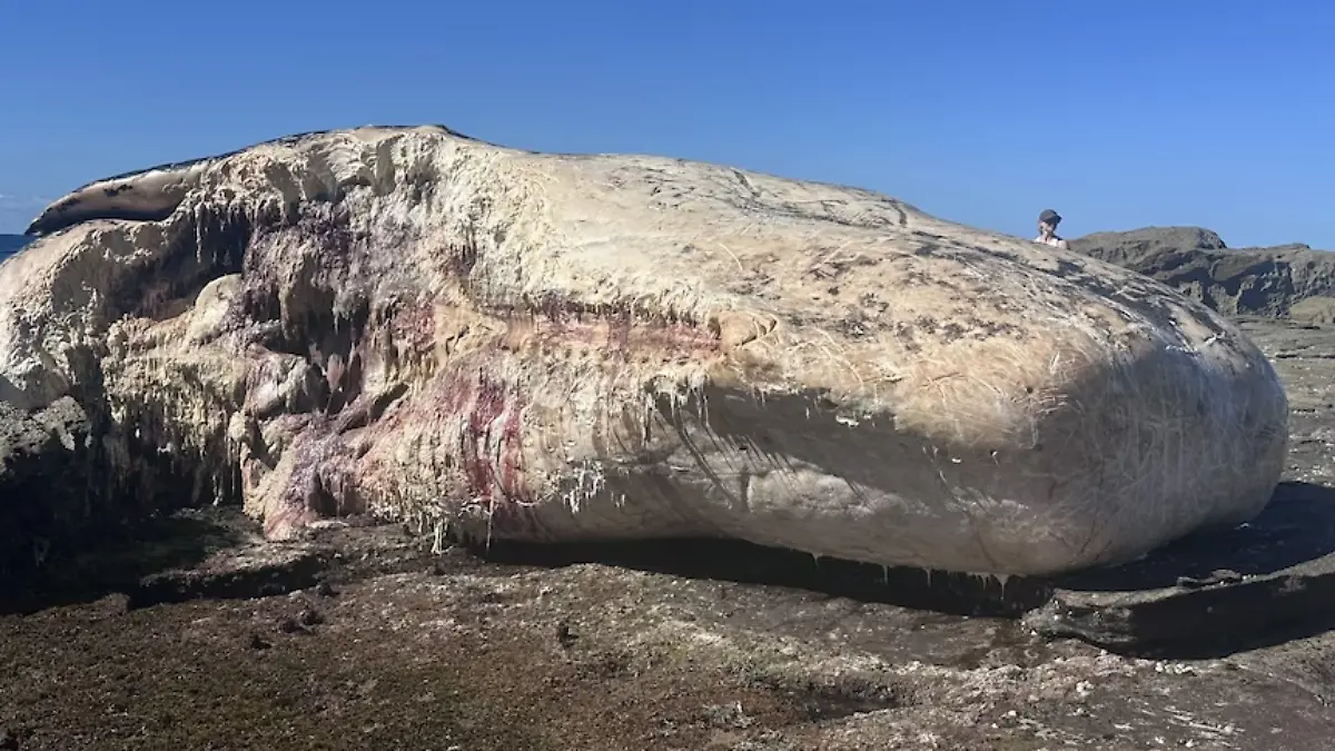 Bild zu: "Wal lockt hungrige Haie an die Küste"
