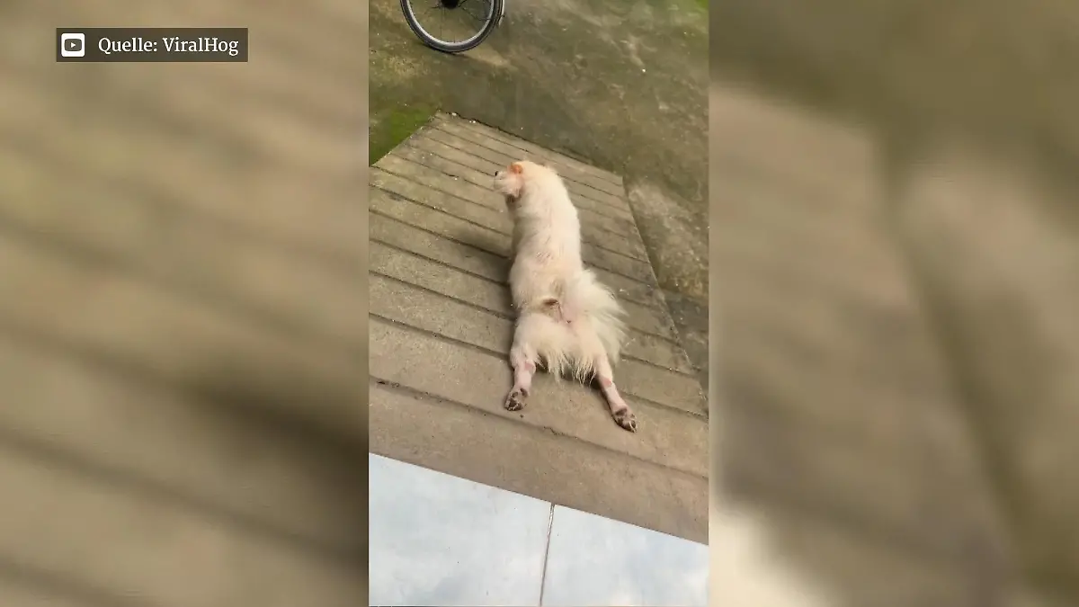Das ist der faulste Hund der Welt! Probier's mal mit Gemütlichkeit