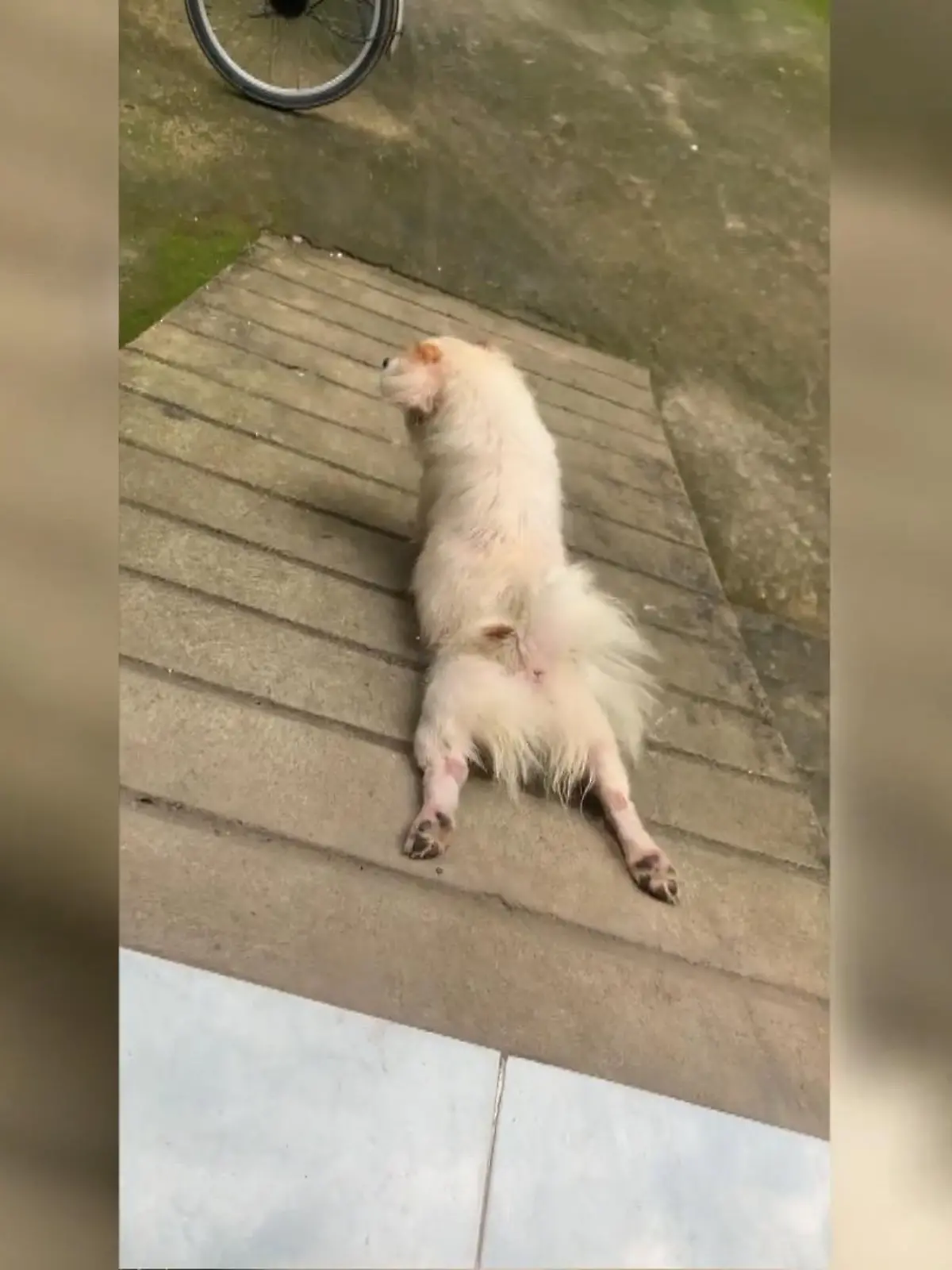 Bild zu: "Das ist der faulste Hund der Welt!"