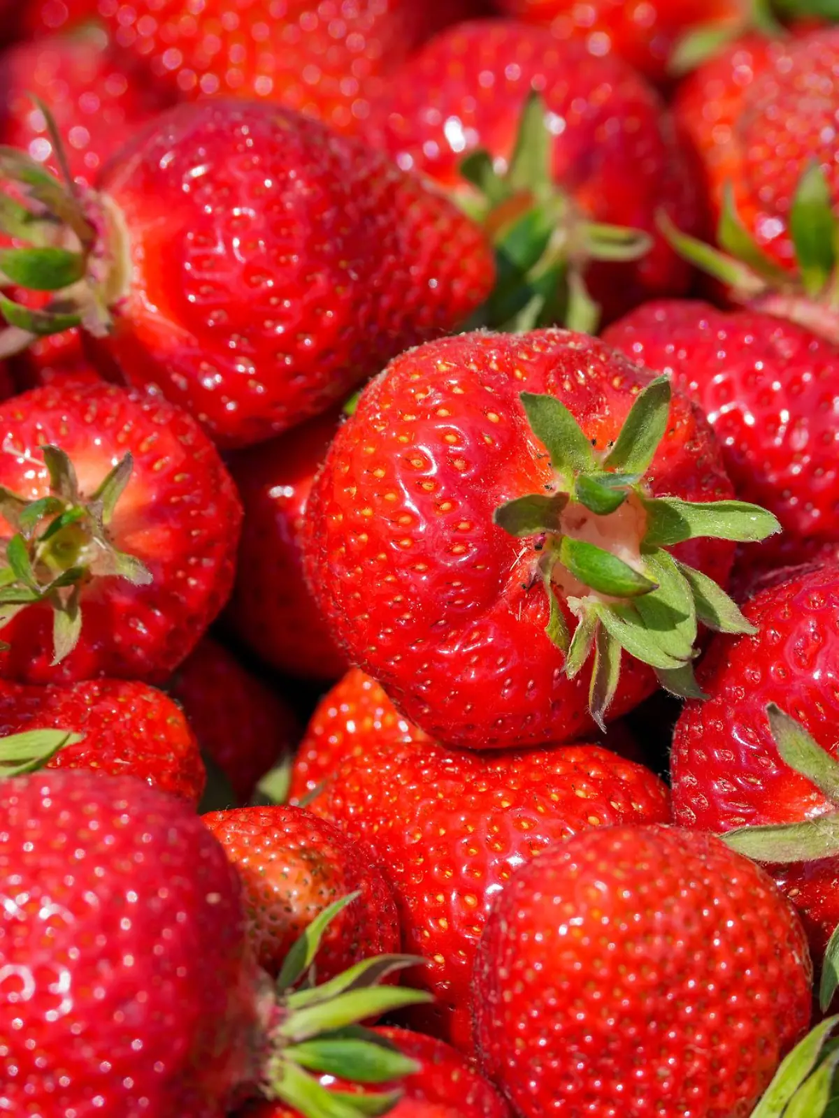 Bild zu: "Start in die Erdbeersaison"