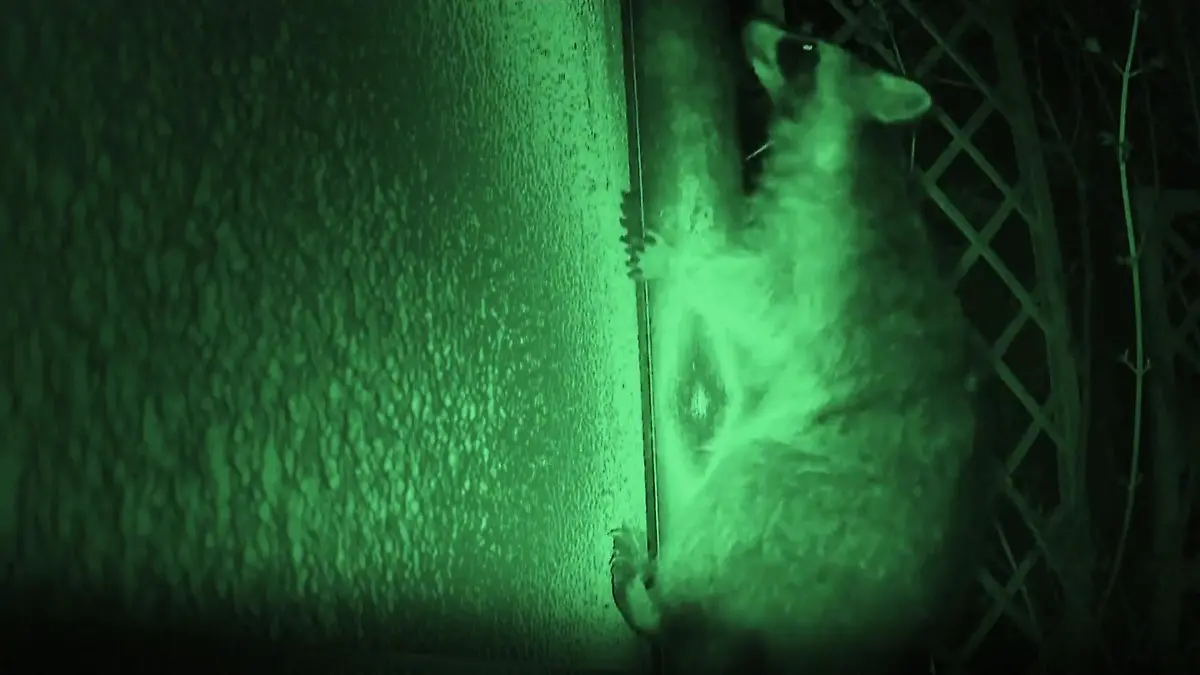 Waschbären-Alarm in Deutschland ‒ was wir gegen die Plage tun können Invasion auf vier Pfoten