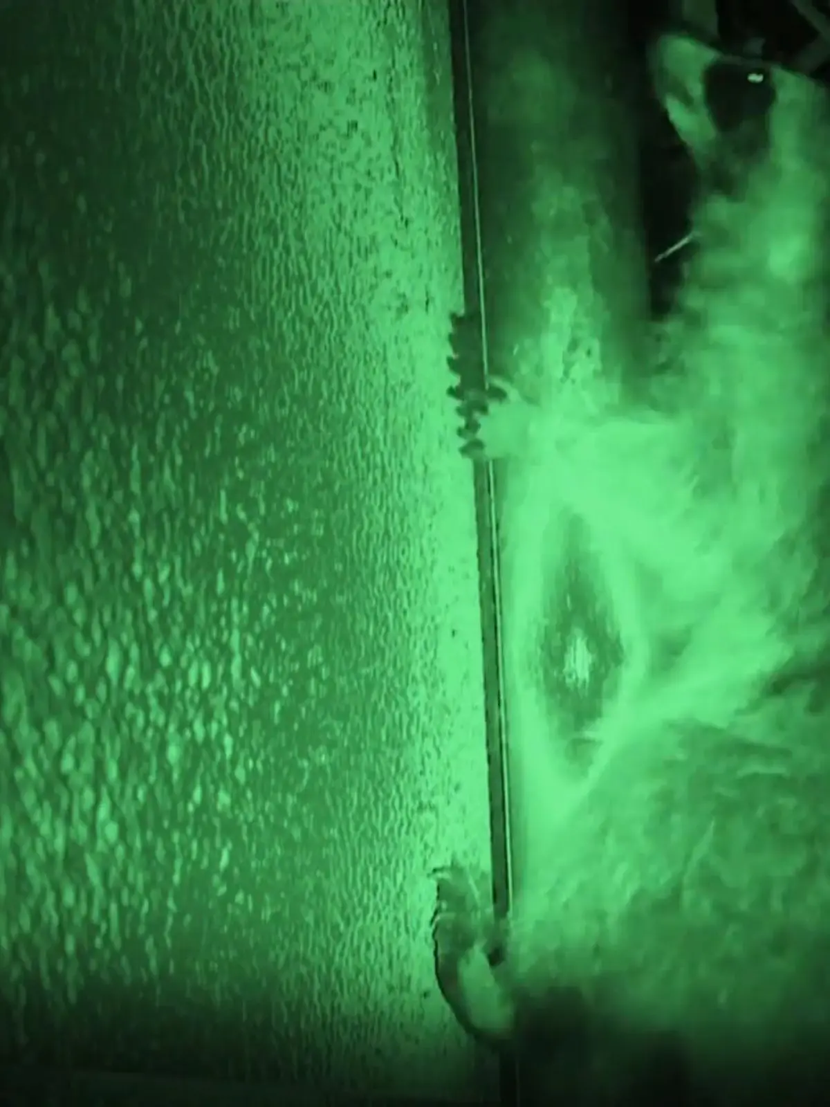 Bild zu: "Waschbären-Alarm in Deutschland ‒ was wir gegen die Plage tun können"