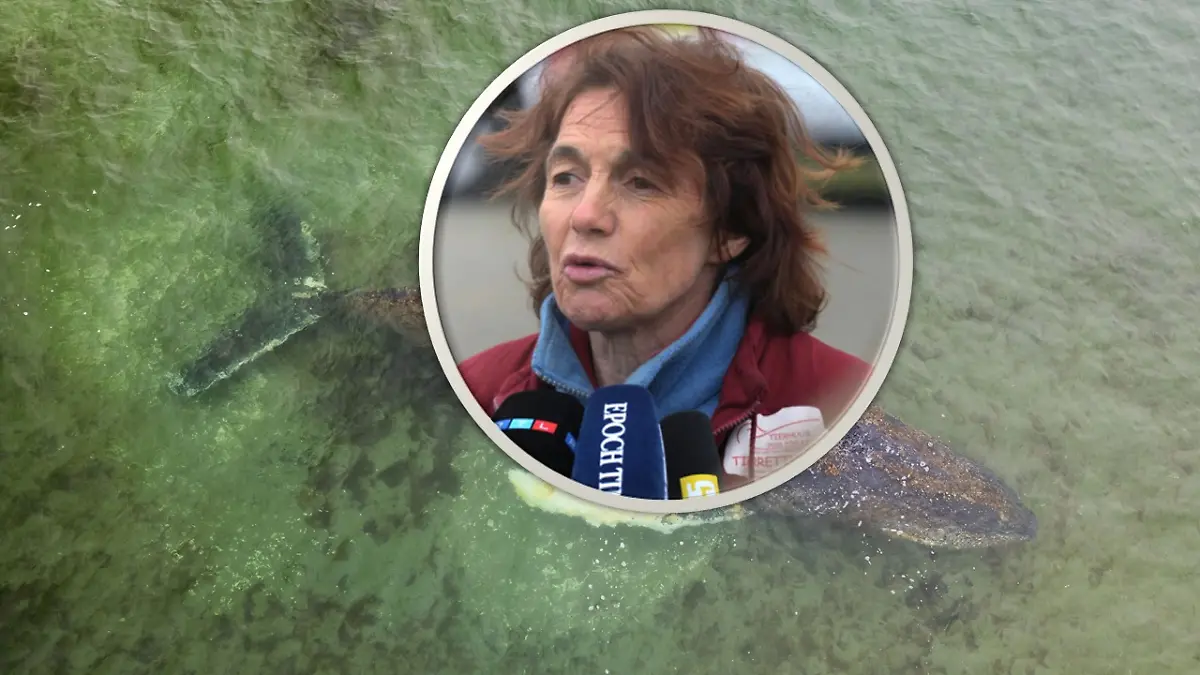 Bild zu: "Timmy-Tierärztin aus dem Koma erwacht"