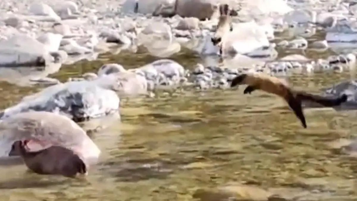 Diese Beute ist eigentlich zu groß! Marder jagen Reh mit tödlicher Teamwork-Taktik Brutaler Angriff im Flussbett