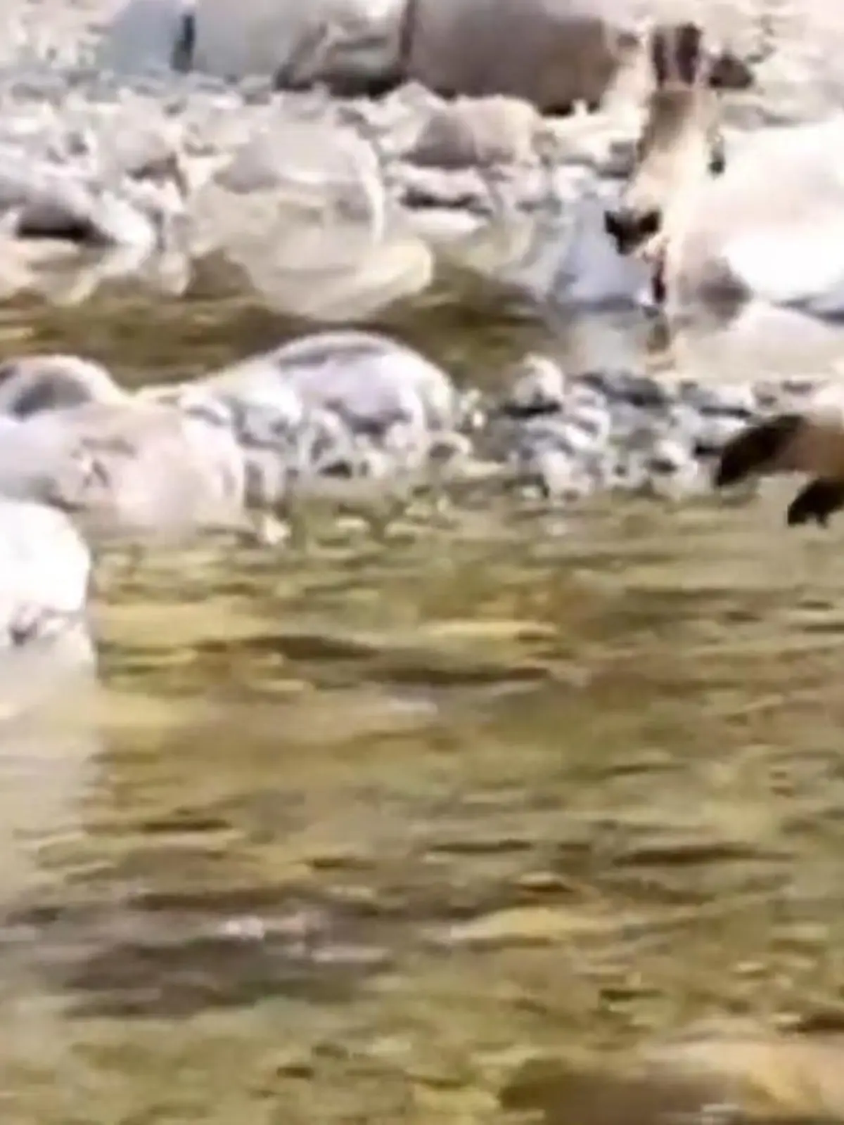 Bild zu: "Diese Beute ist eigentlich zu groß! Marder jagen Reh mit tödlicher Teamwork-Taktik"