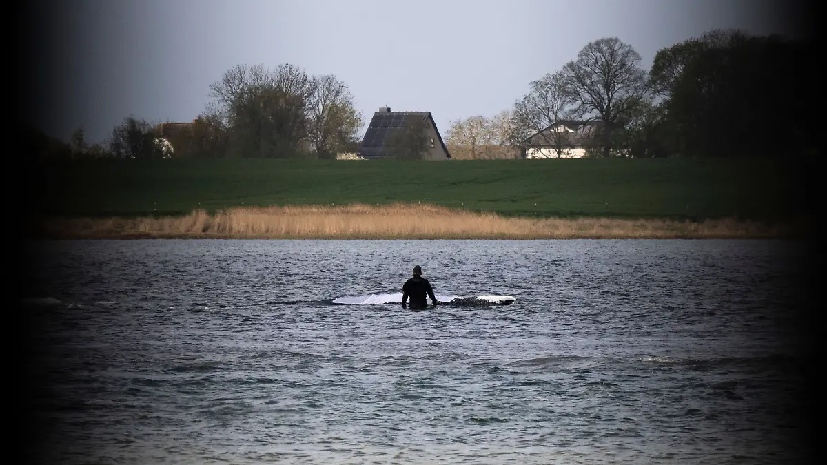 Weitere Entwicklung zum Buckelwal in der Ostsee