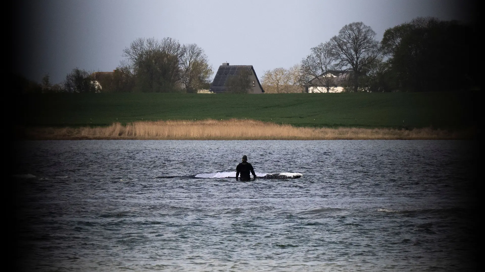 Weitere Entwicklung zum Buckelwal in der Ostsee