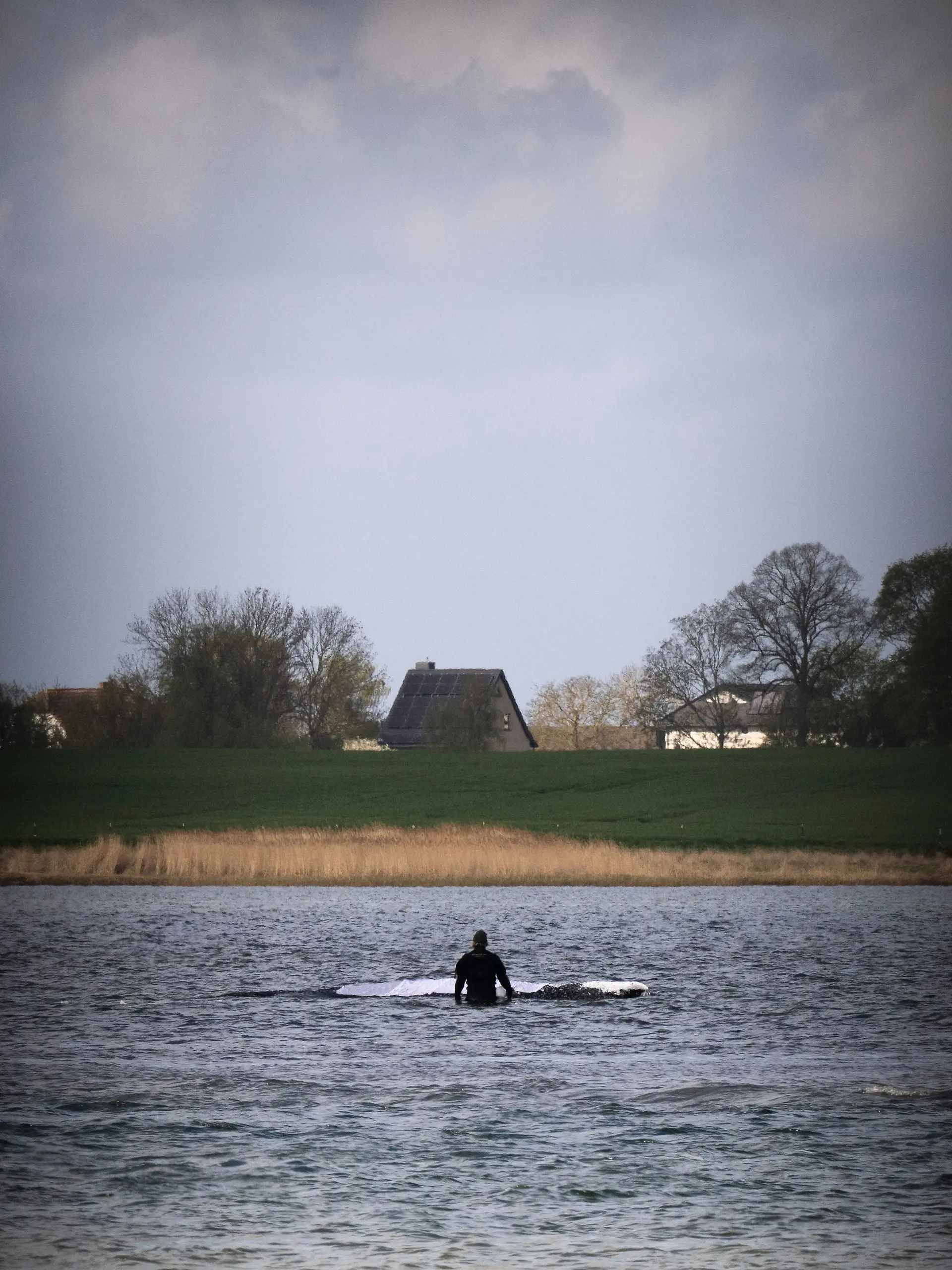 Weitere Entwicklung zum Buckelwal in der Ostsee