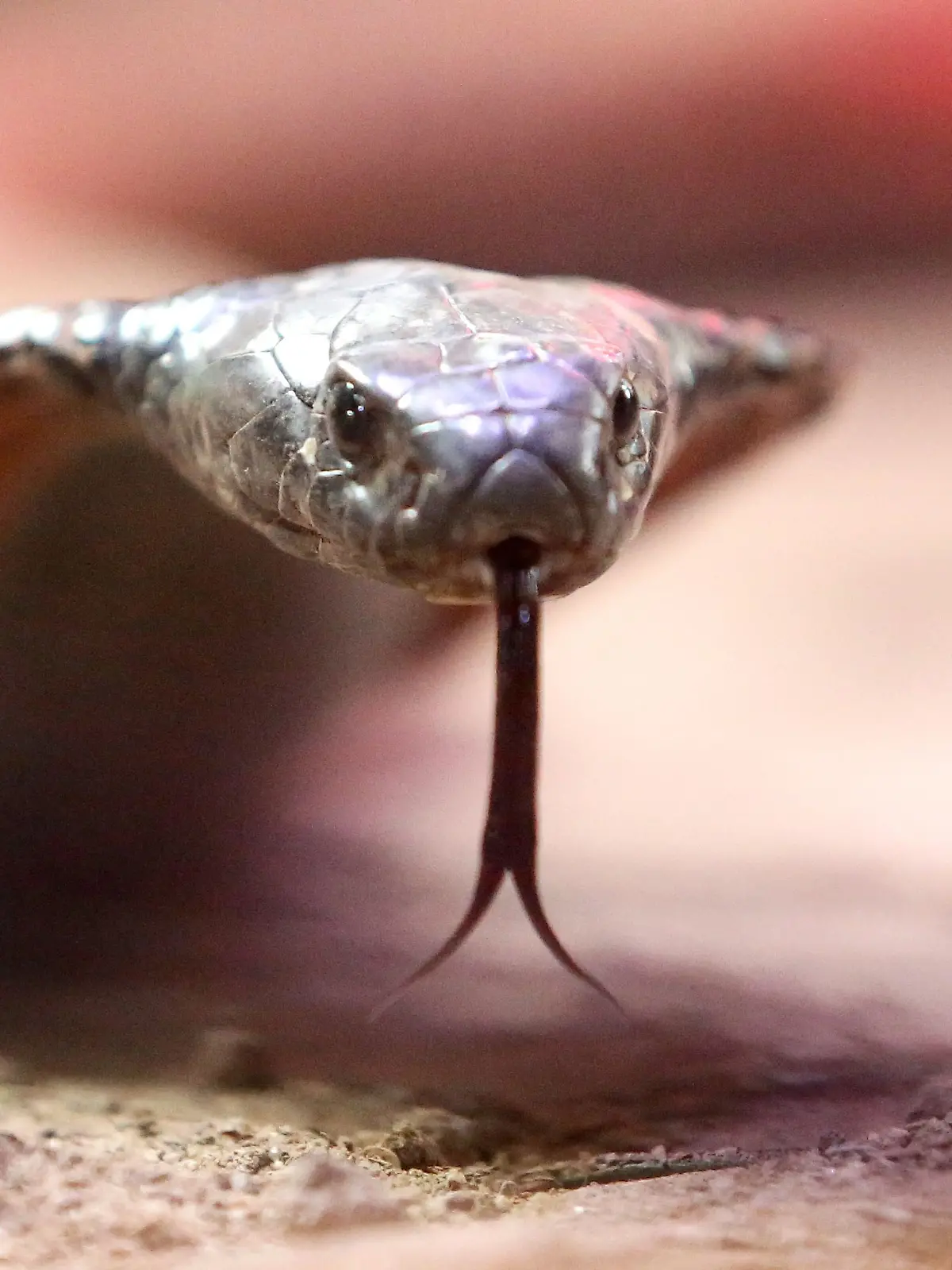 ARCHIV - 02.03.2022, Nordrhein-Westfalen, Rheinberg: Eine giftige arabische Kobra kriecht durch ihr Terrarium im Terrazoo Rheinberg. Ein deutscher Urlauber soll bei einer Vorführung in einem Hotel in Ägypten von einer Schlange gebissen worden sein. (zu dpa: «Schlangenbeschwörung im Hotel - deutscher Urlauber stirbt»)