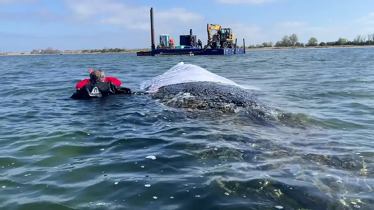 Entscheidende Phase für die Walrettung Schafft Timmy die Reise?