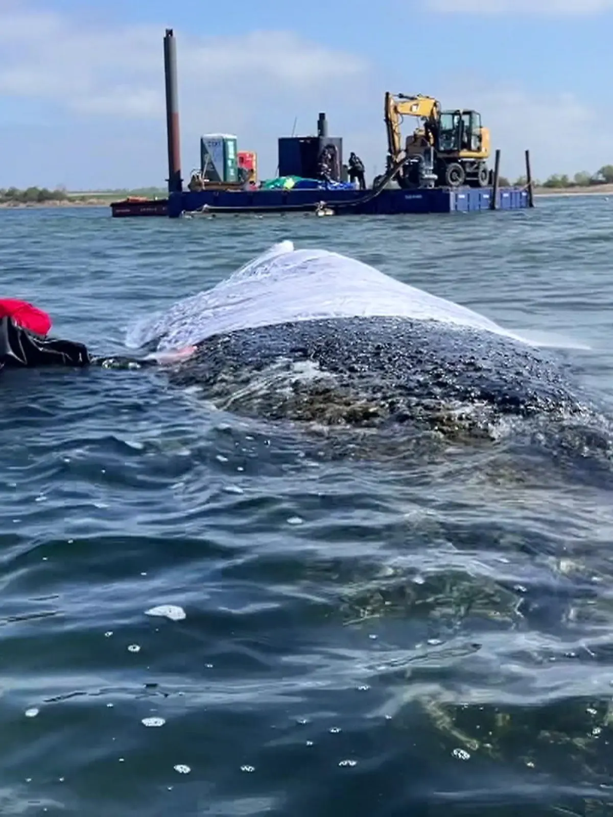 Bild zu: "Entscheidende Phase für die Walrettung"