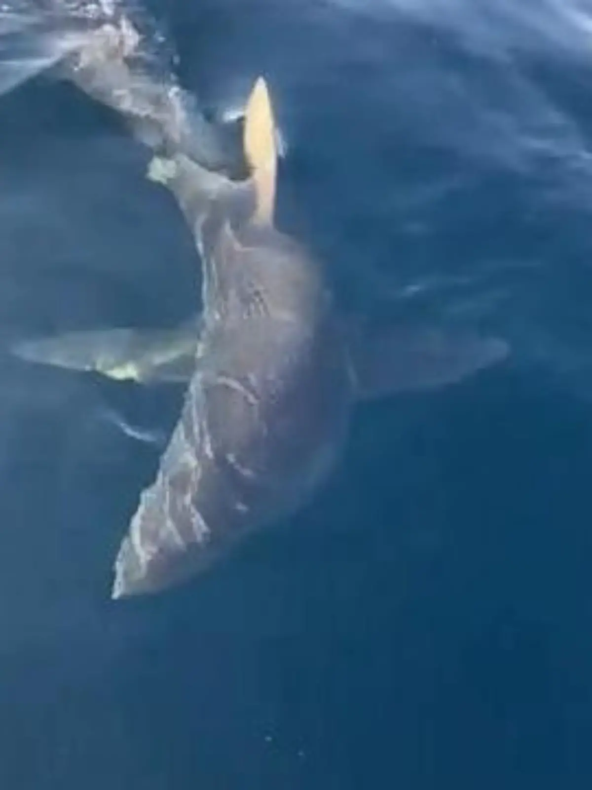 Bild zu: "Riesiger Hai taucht plötzlich vor Anglern auf – SO reagieren sie!"