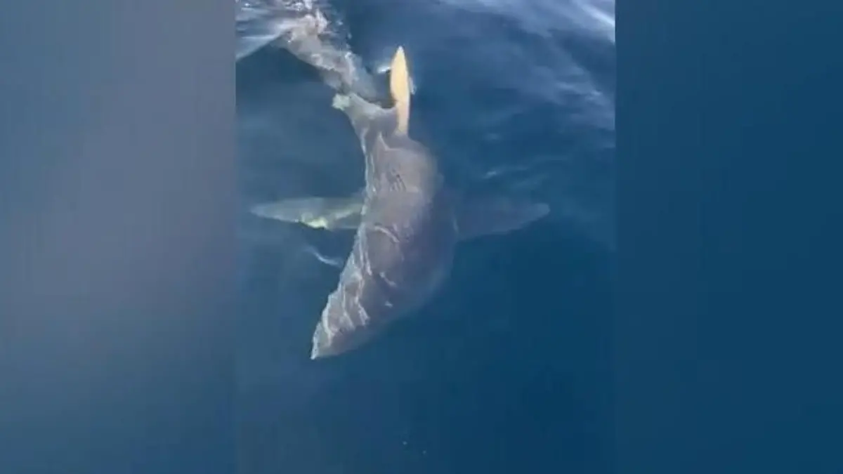 Riesiger Hai taucht plötzlich vor Anglern auf – SO reagieren sie! Nervenkitzel auf hoher See