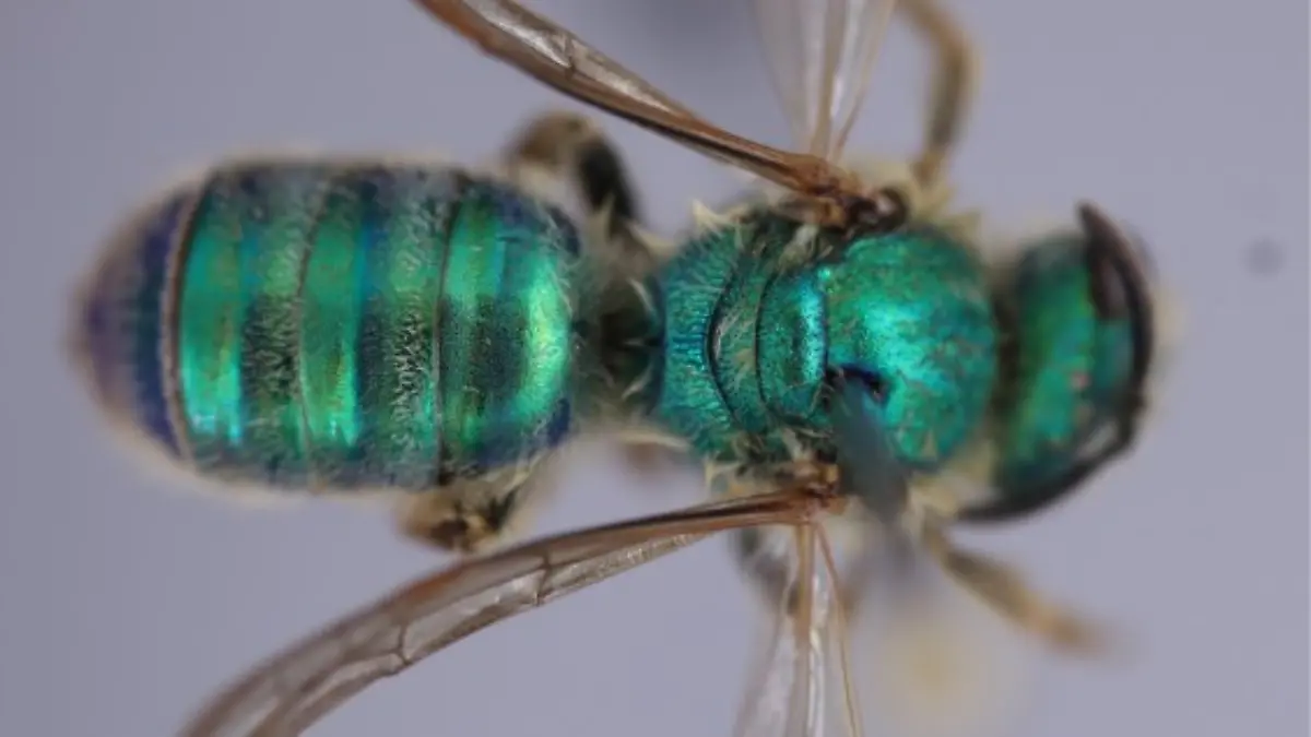 Agapostemon subtilior.jpg